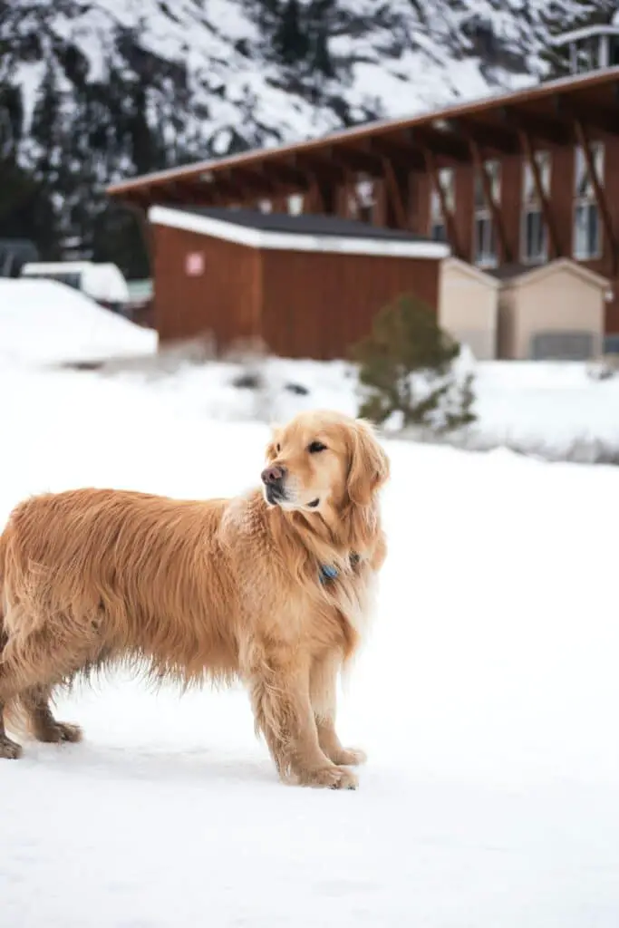 Why Is My Golden Retriever So Fat