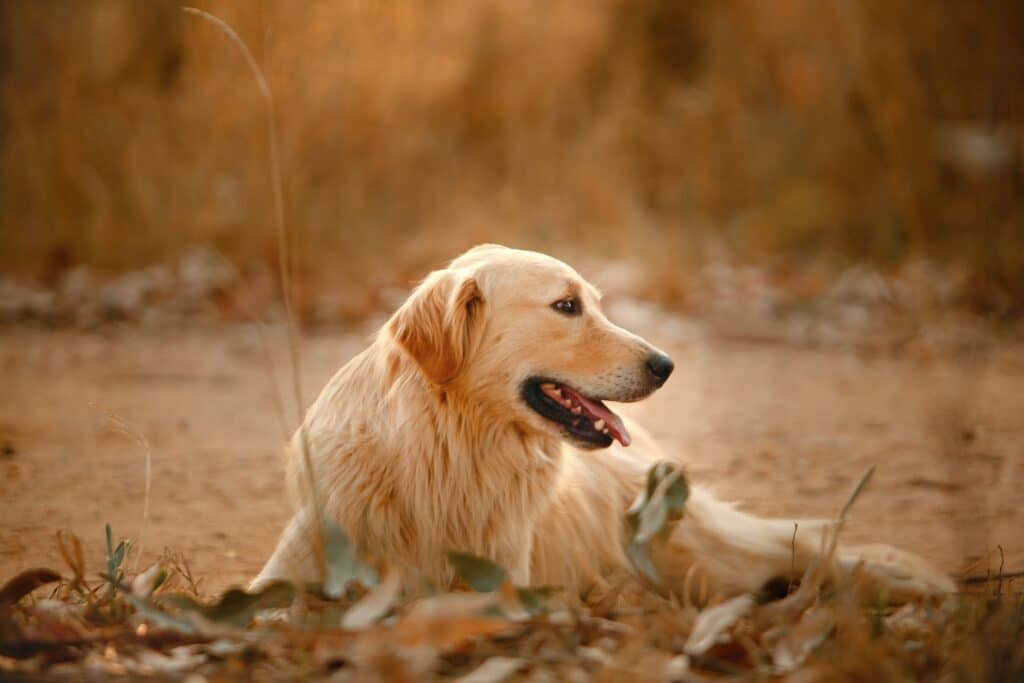 Why Is My Golden Retriever So Fat