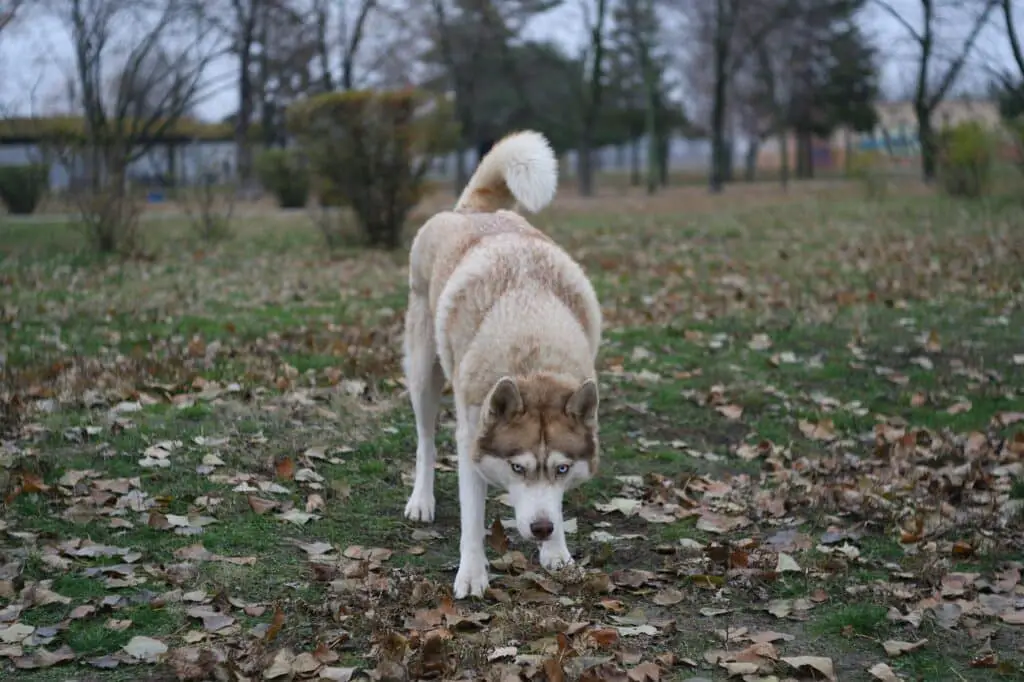 Why Is My Husky So Hard To Train