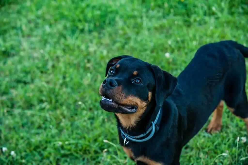 Why Is My Rottweiler Obsessed With Me