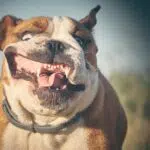Why Wont My Dog Leave Me Alone ?