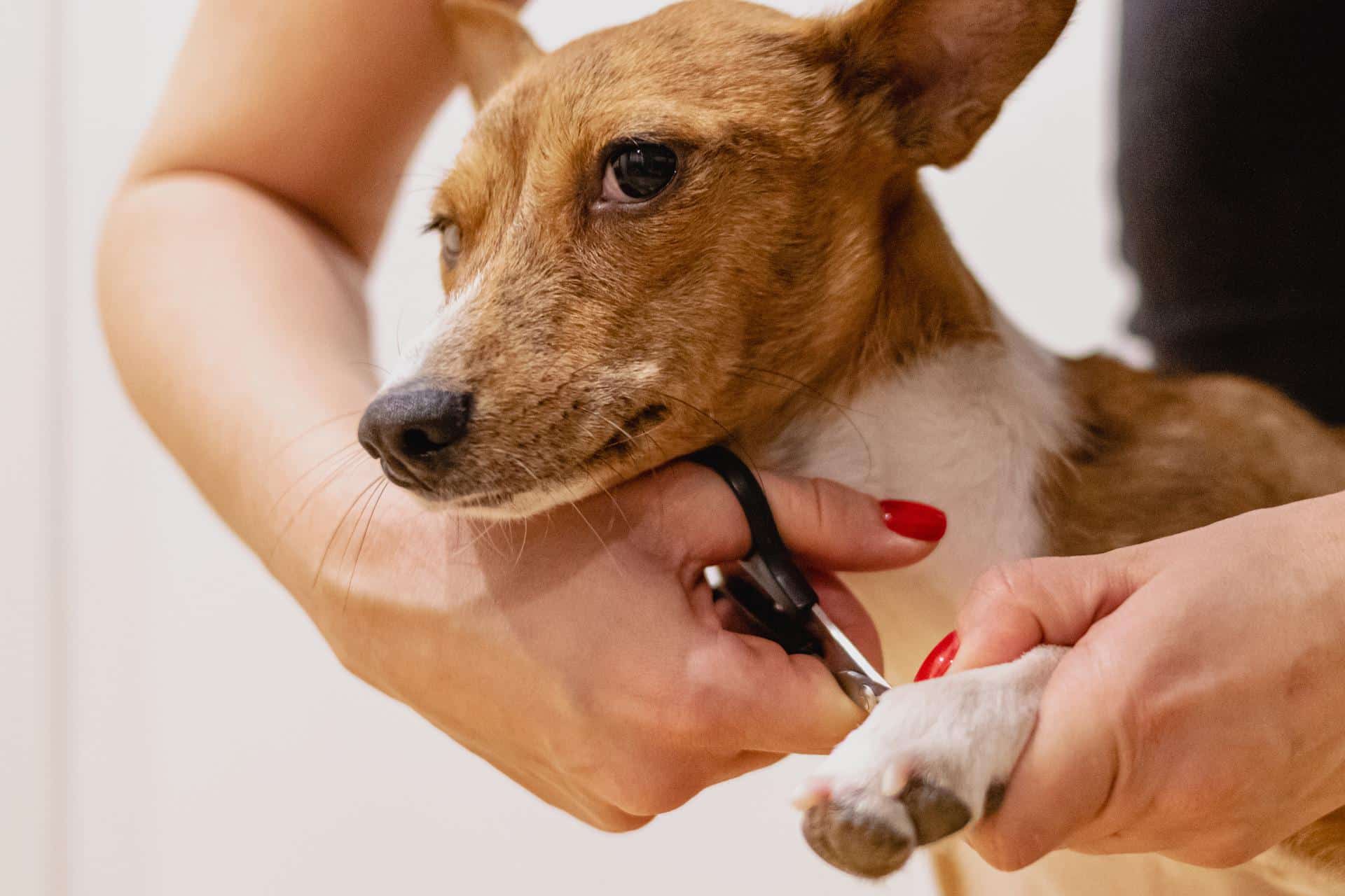 what to do if your dog wont let you cut their nails