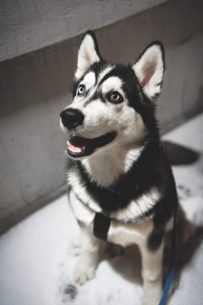 do siberian huskies bark a lot