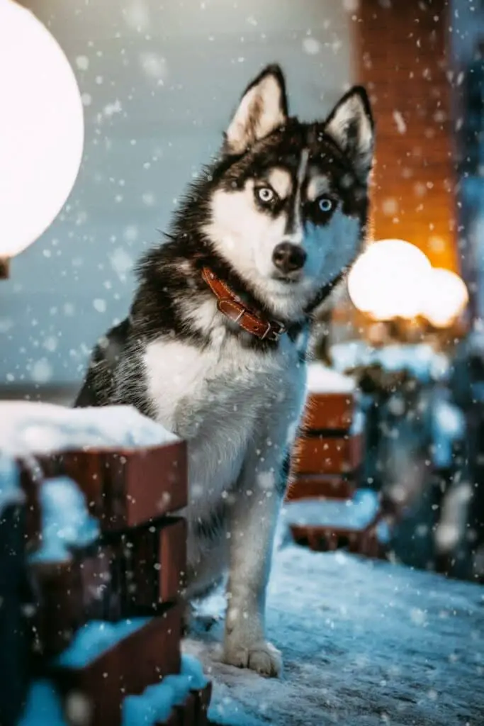 Why Your Husky Is Naughty And How To Stop It