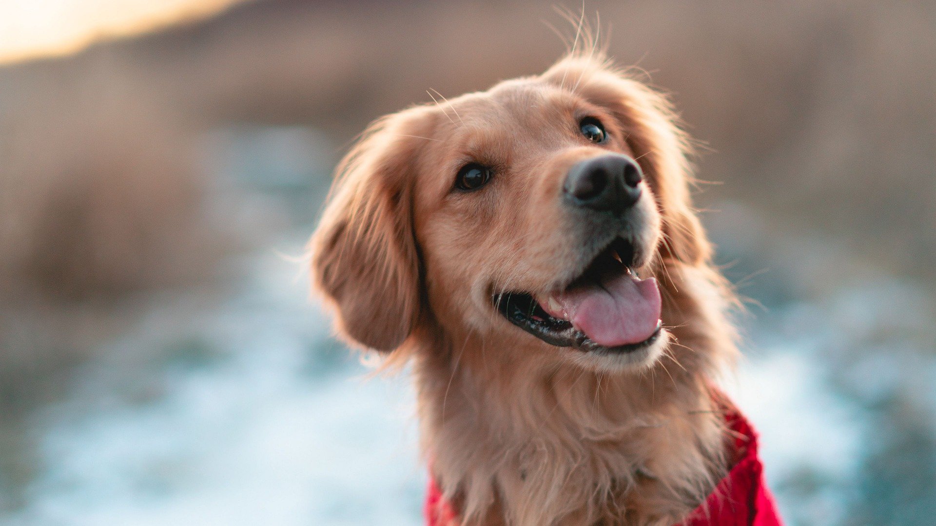 are golden retriever puppies calm