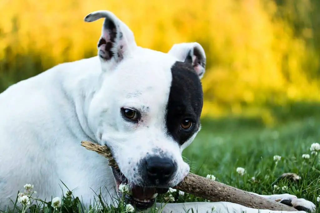 Can You Use Human Hair Conditioner On A Dog