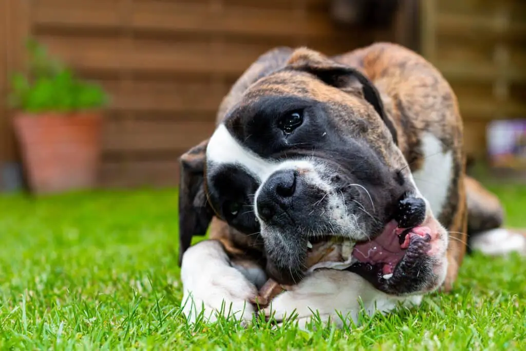 can dogs chew on deer bones