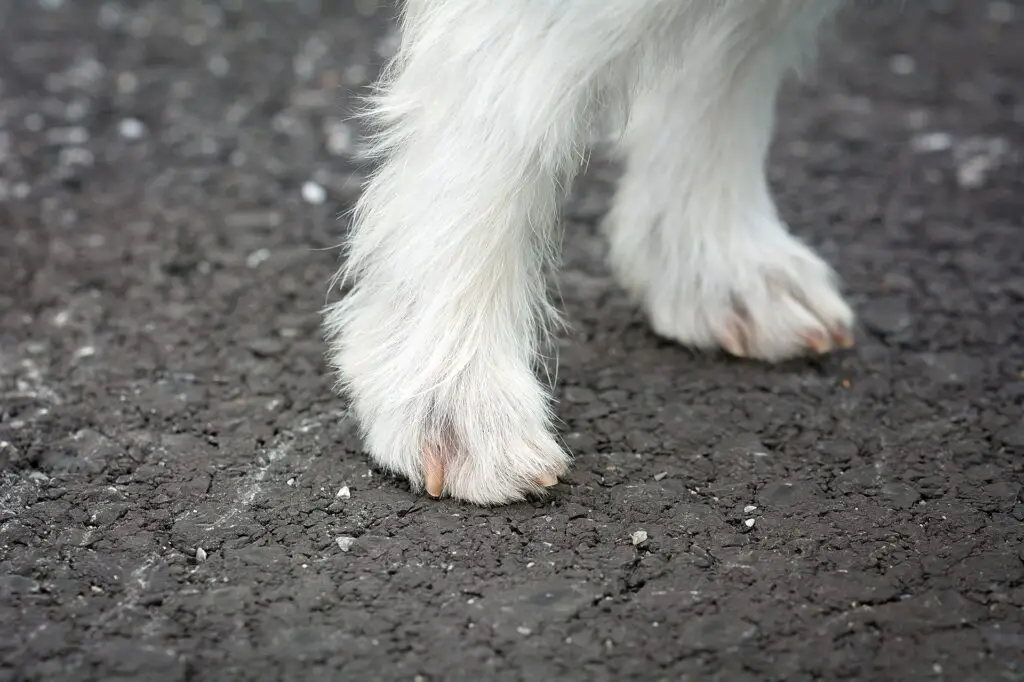 Why Do My Dogs Feet Point Outwards