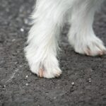 Why Do My Dogs Feet Point Outwards ?