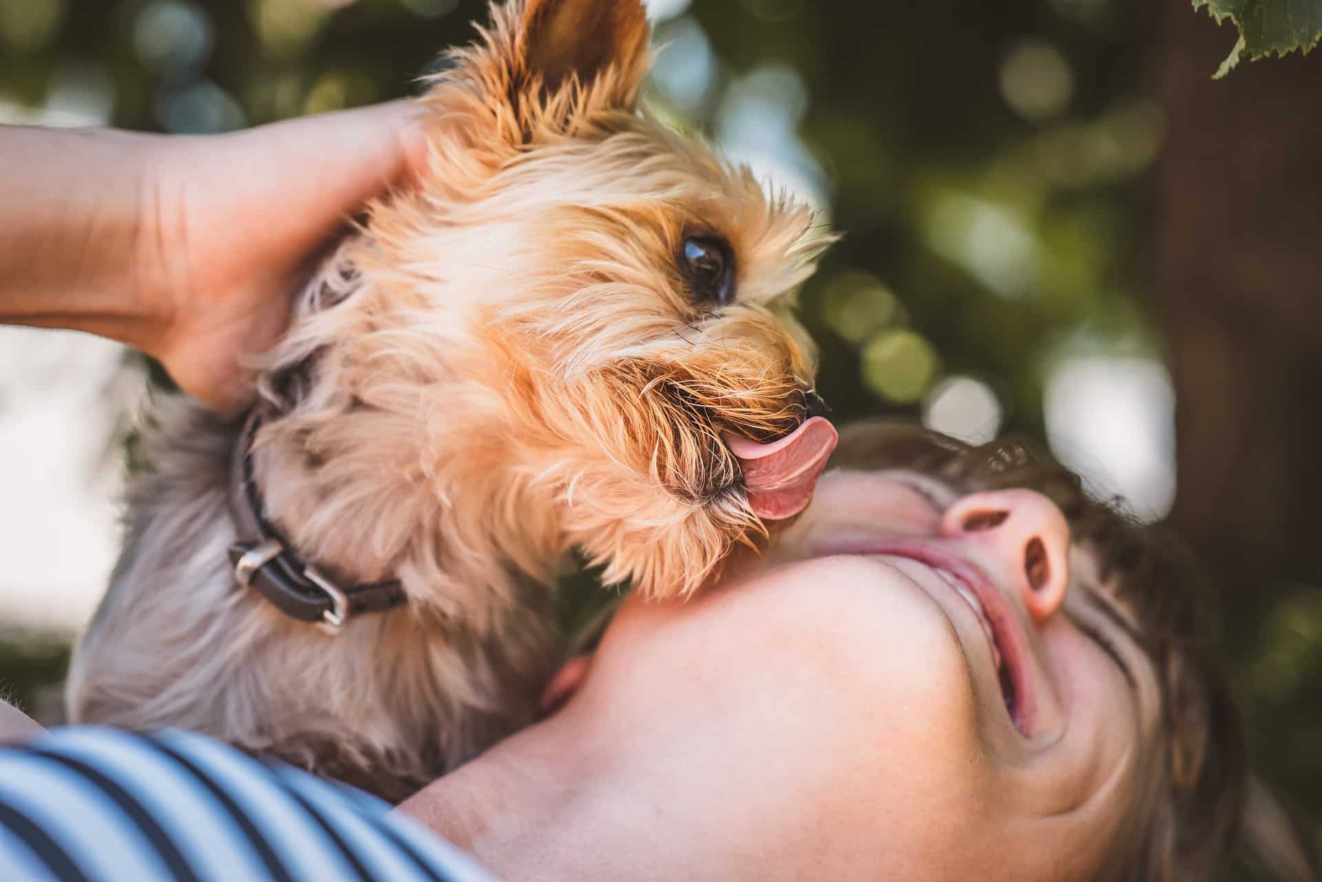 is a dog licking you a sign of dominance