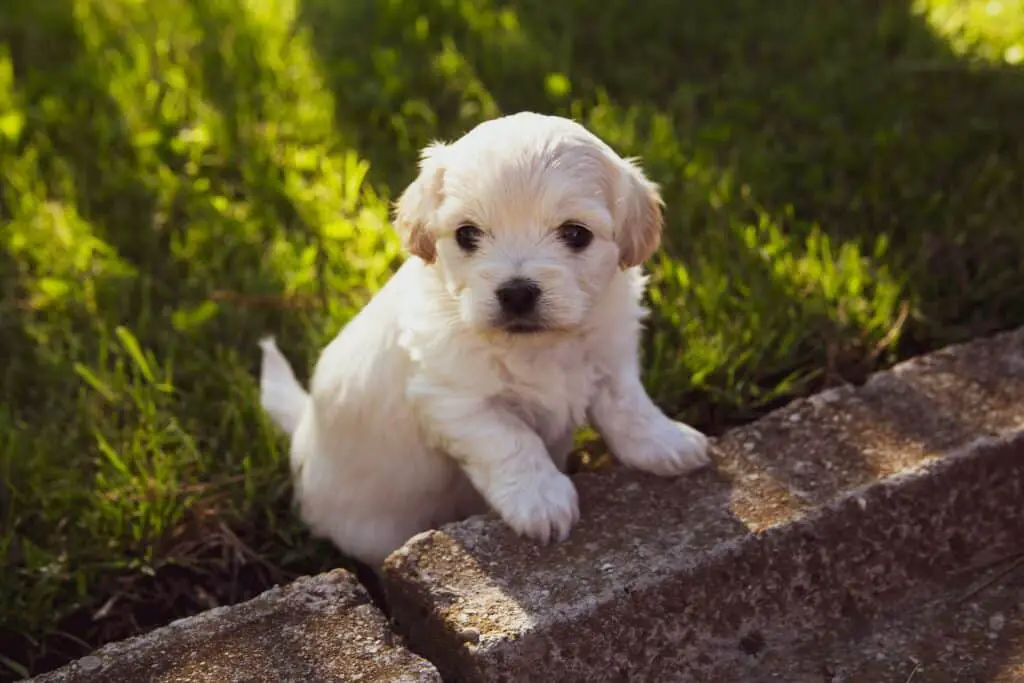 how to get dogs hair to grow