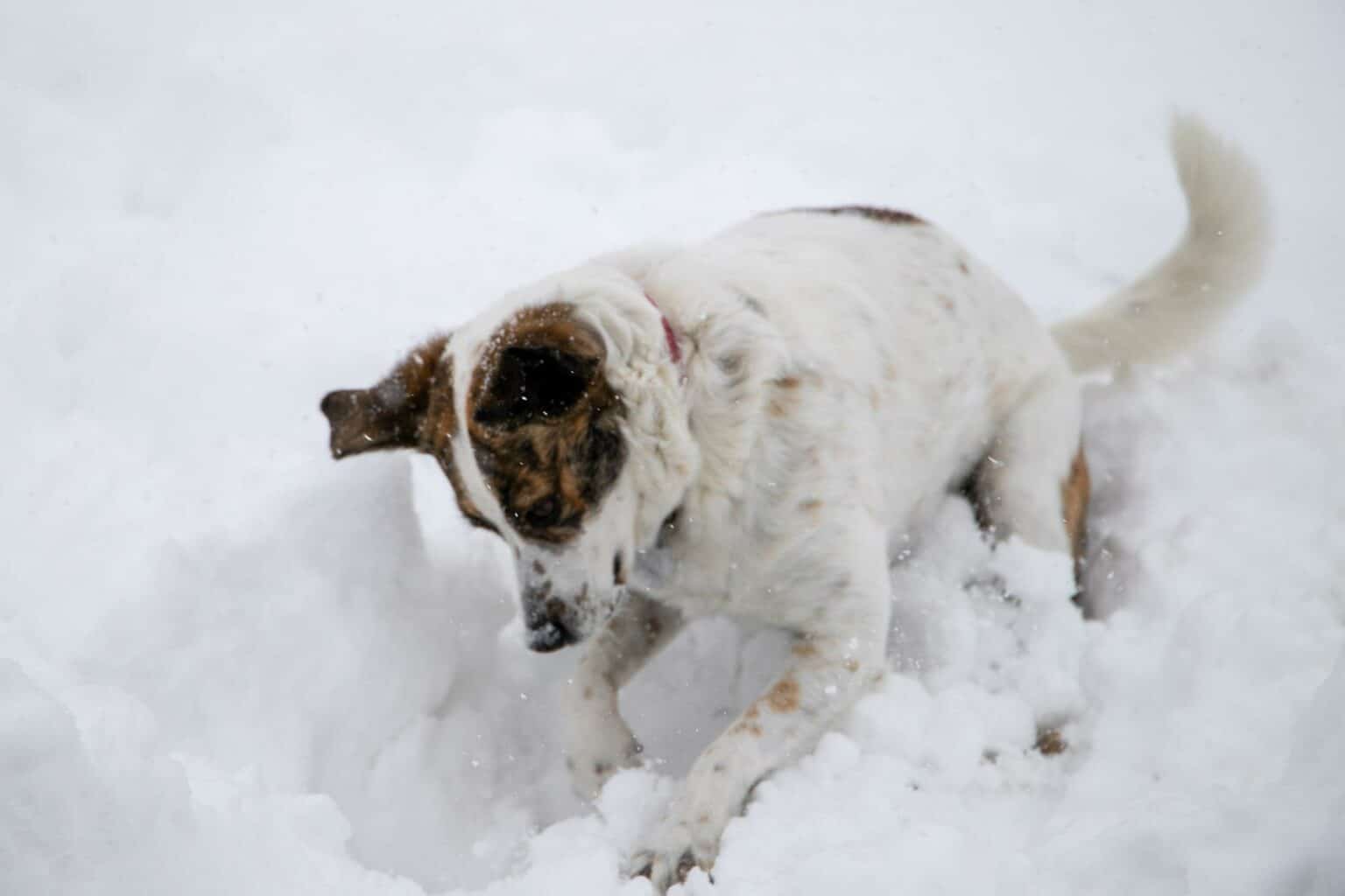 why-do-dogs-cover-their-poop