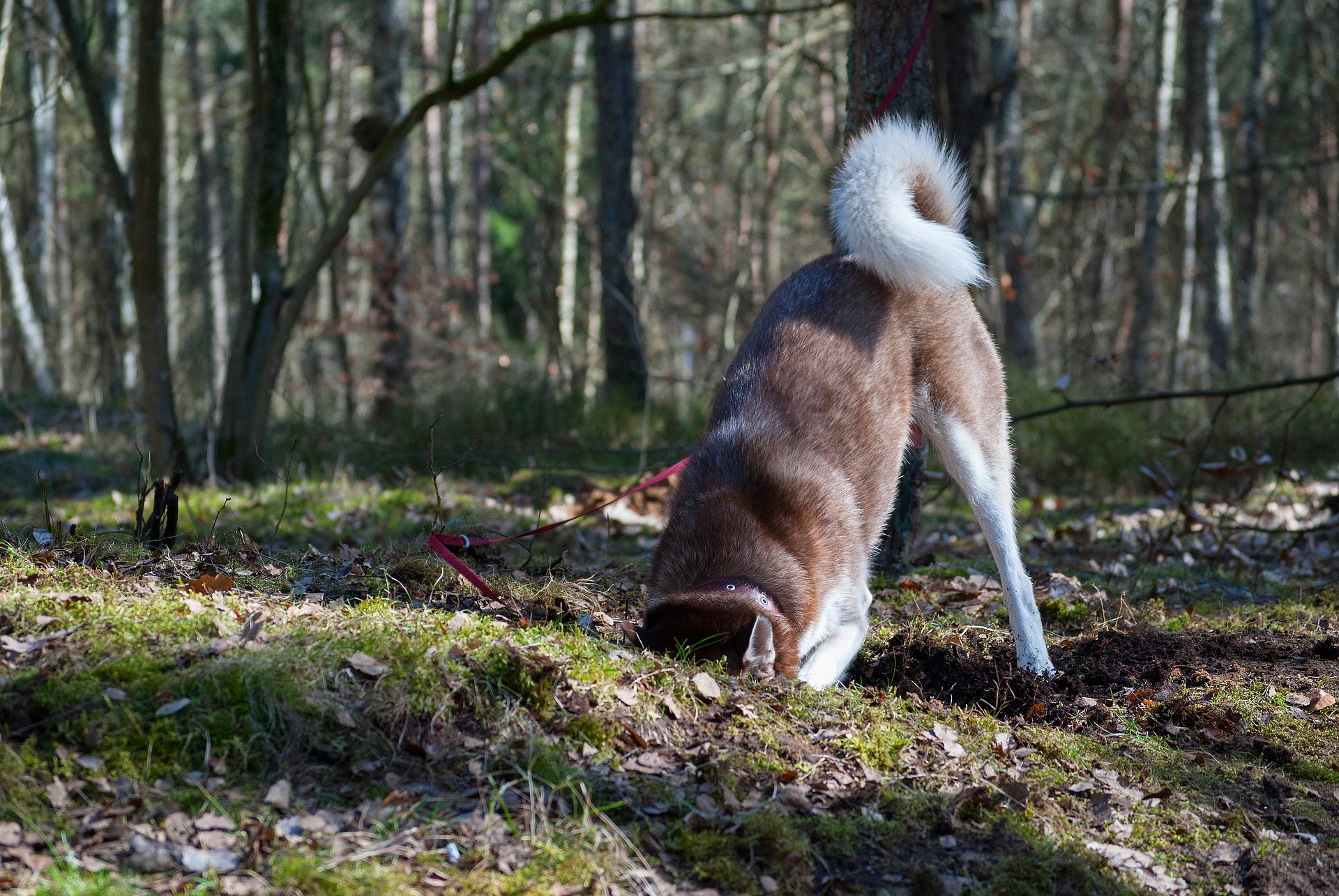 Why Do Dogs Cover Their Poop?