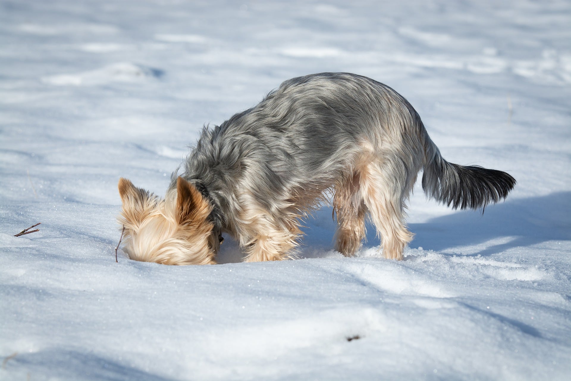 Why Do Dogs Cover Their Poop?