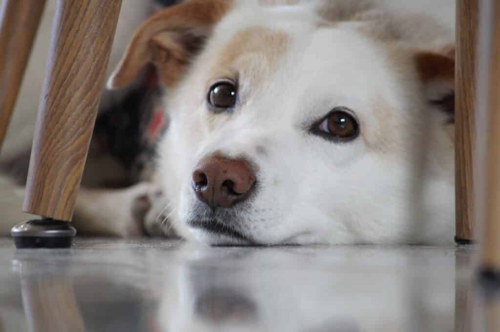 Why Does My Dog Hide Under The Table