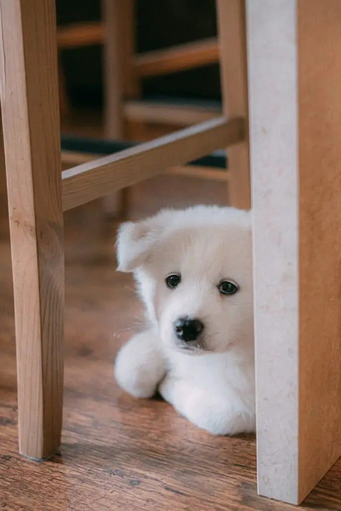 dogs under table