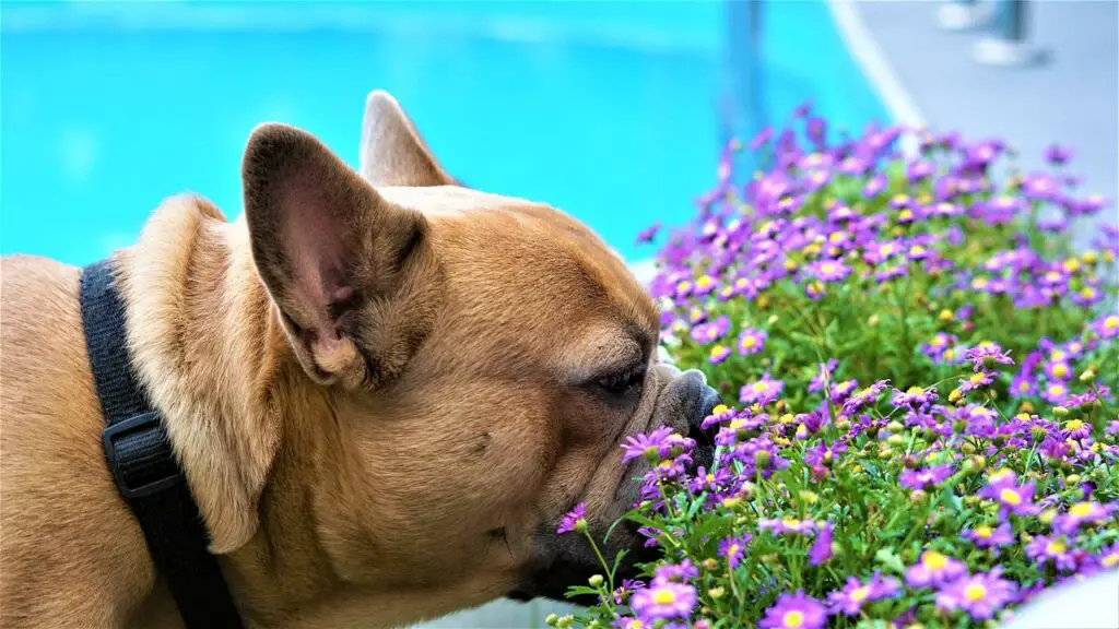 french-bulldog-smell