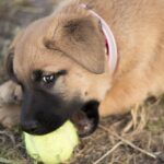 Do Dogs Chew Or Swallow Kibble ?
