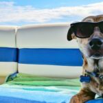 Can Your Dog Master the Agility Hoop Jump?