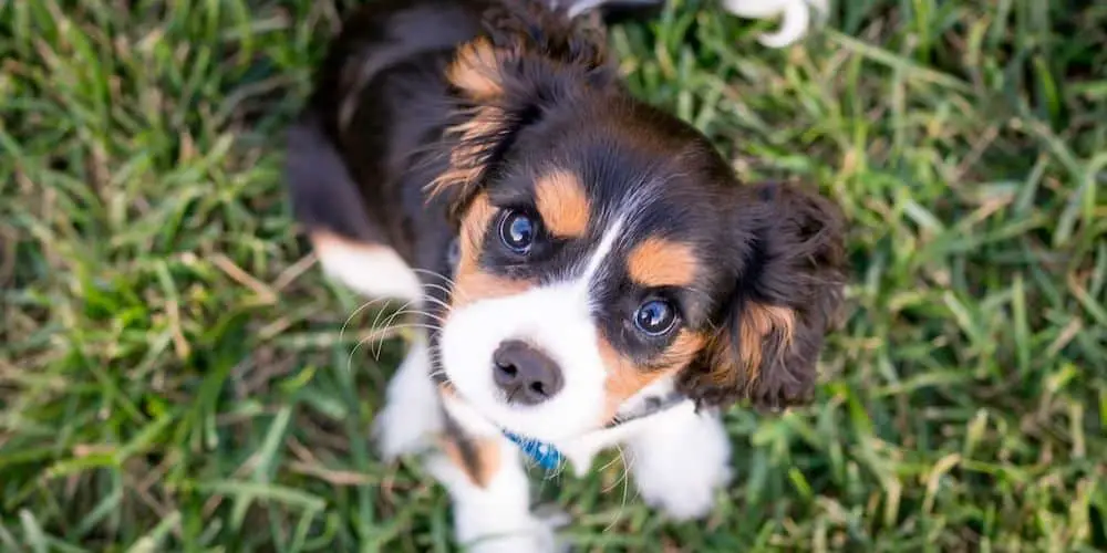 is there prize money in dog agility