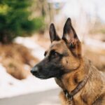 Is an Aldi Dog Agility Set Worth the Investment?