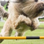 How Can You Build Your Own Dog Agility Jumps?