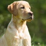 What Are the Best Dog Breeding Books?