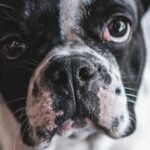 What is the Best Dog Breed for UK Owners?