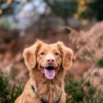 What is the Best Dog Breed for You in the UK?