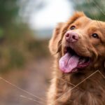 What Is the Best Suited Dog Breed for You? Take Our Quiz to Find Out!