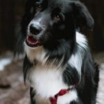 What is the Best Dog Breed Test Kit?