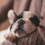 What is the Best Dog Breed for Each Zodiac Sign?