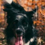 What Are 10 Dog Breeds You Didnt Know Existed?