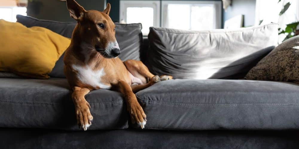 What Are the Most Popular Dog Breeds on the Kahoot Quiz?