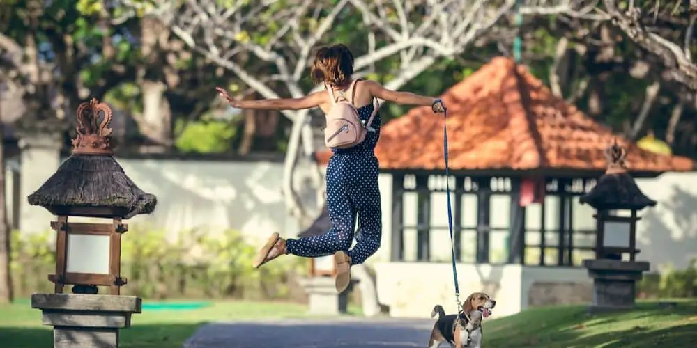 What Dog Breeds Can Fly in a Cabin?