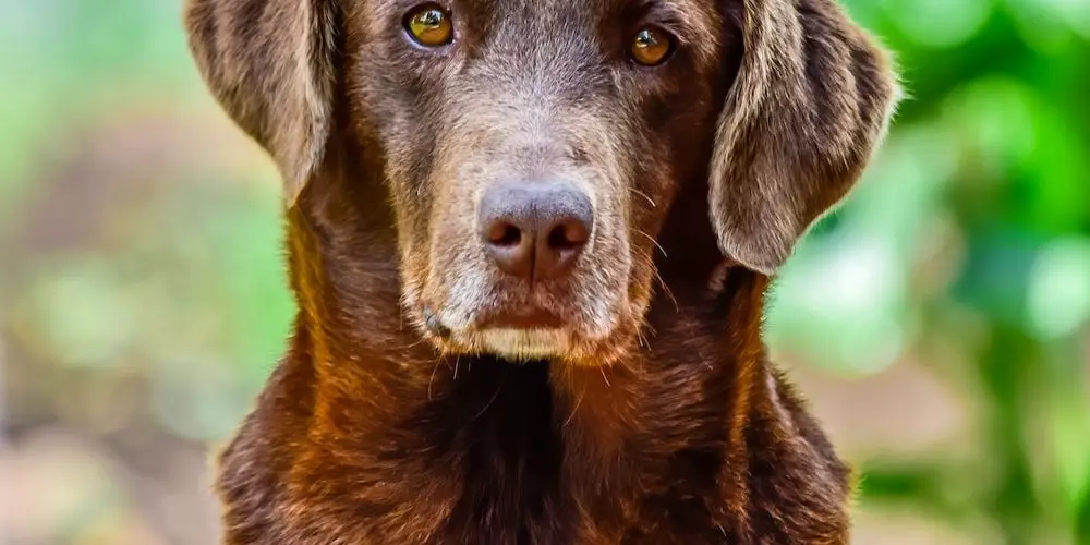 Why Is My Dog Gasping for Air?