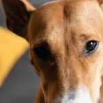 What Dog Breeds Are Most Prone to Developing Cancer?