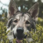 Why Do Some Dog Breeds Bark More Than Others?