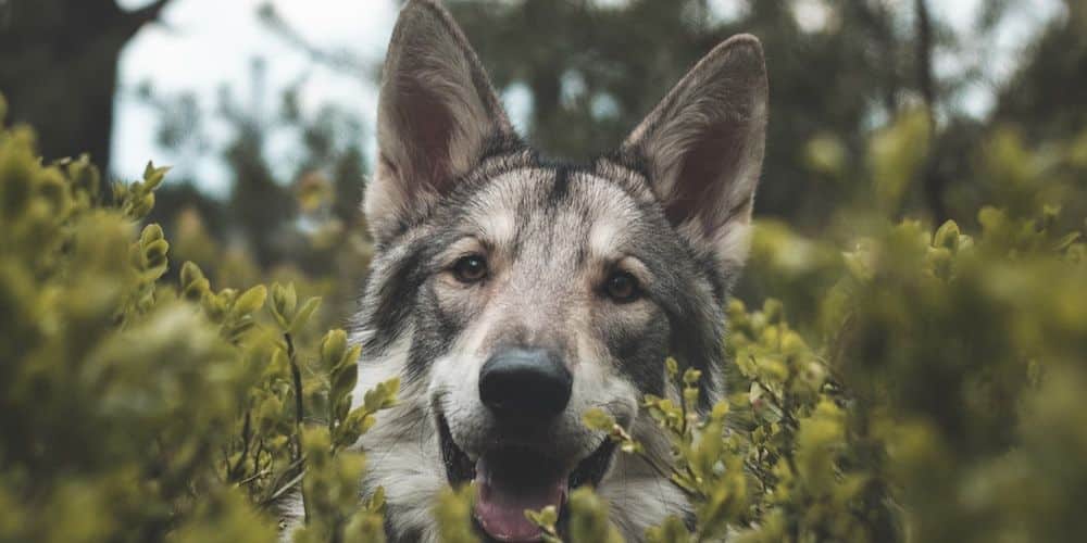 Why Do Some Dog Breeds Bark More Than Others?