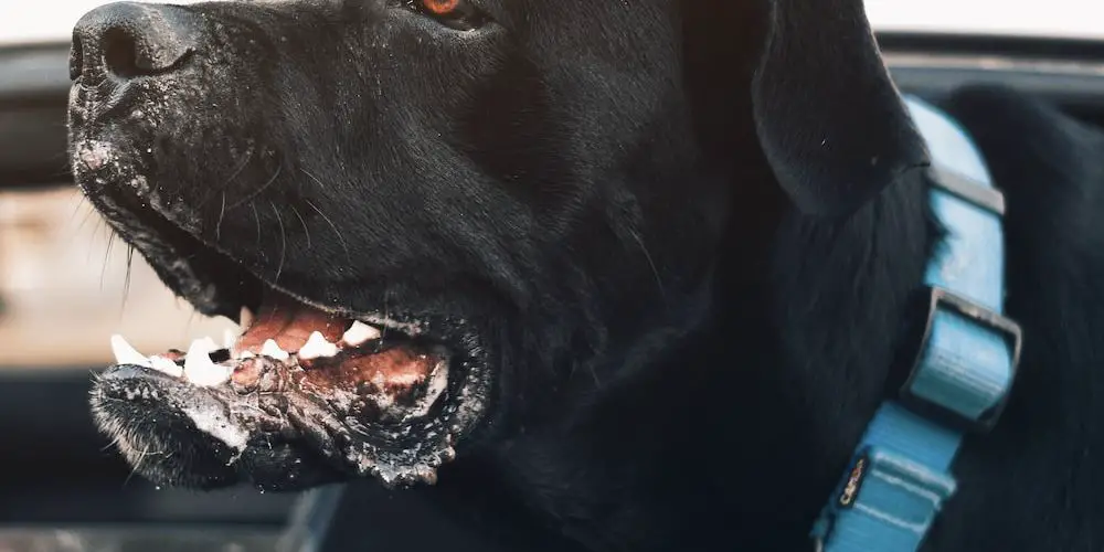 What Are Q Dogs? Exploring the Unique Characteristics of These Rare Dog