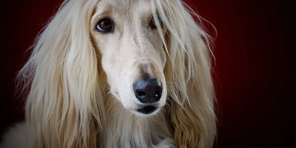 Which Dog Breeds Bark the Least?