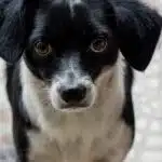 What Are the Most Aggressive Dog Breeds?
