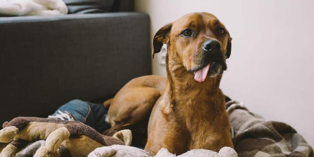 Which Dog Breed is Right for Me? Take this Quiz to Find Out!