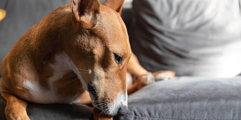 What Are the Best Small to Medium Dog Breeds?