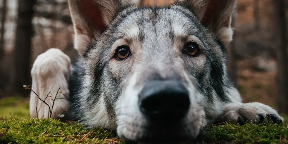 What is the Safest Breed of Dog?