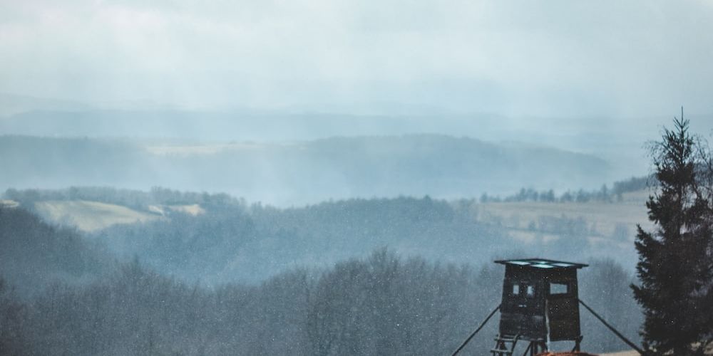 Which Dog Breeds Are Not Allowed to Fly?