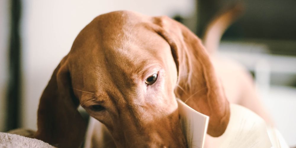 What Is a Jug Dog Breed?