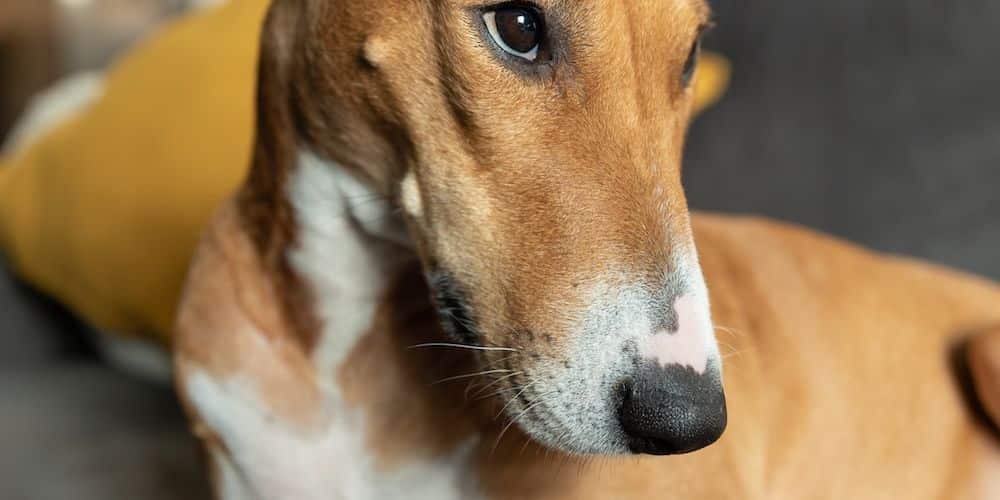 Why Do Some Dog Breeds Breed Backwards?