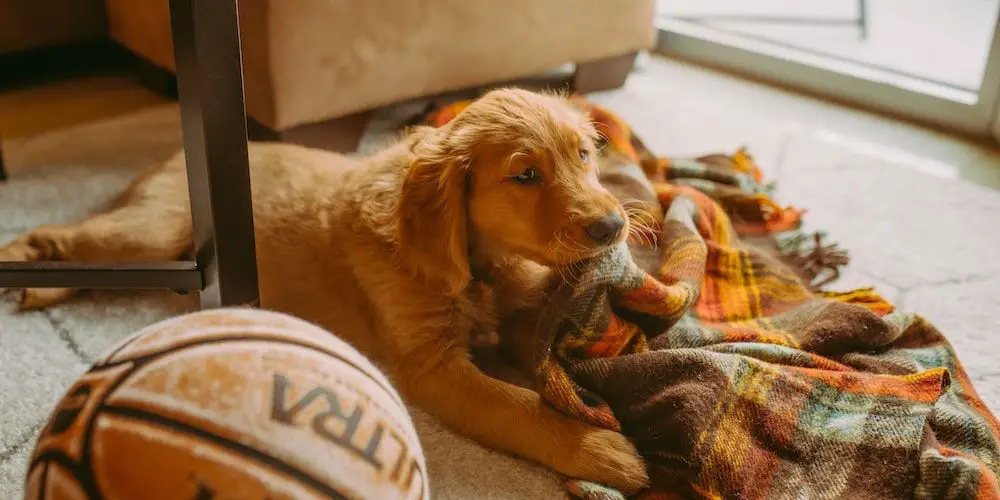 What Dog Breeds Have Pink Paw Pads?