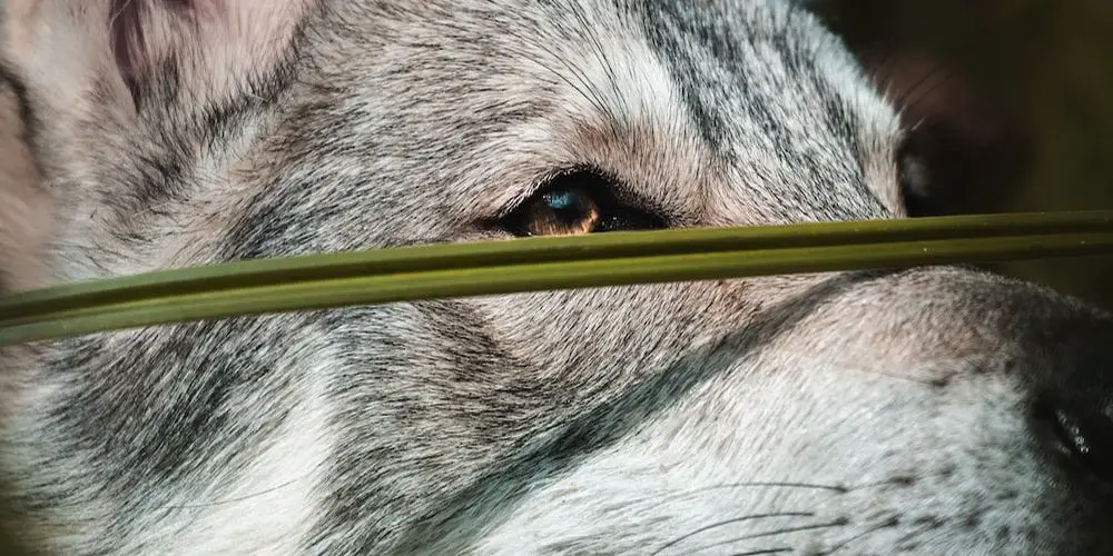 Can Dog Breeds Be Compared to Human Races?